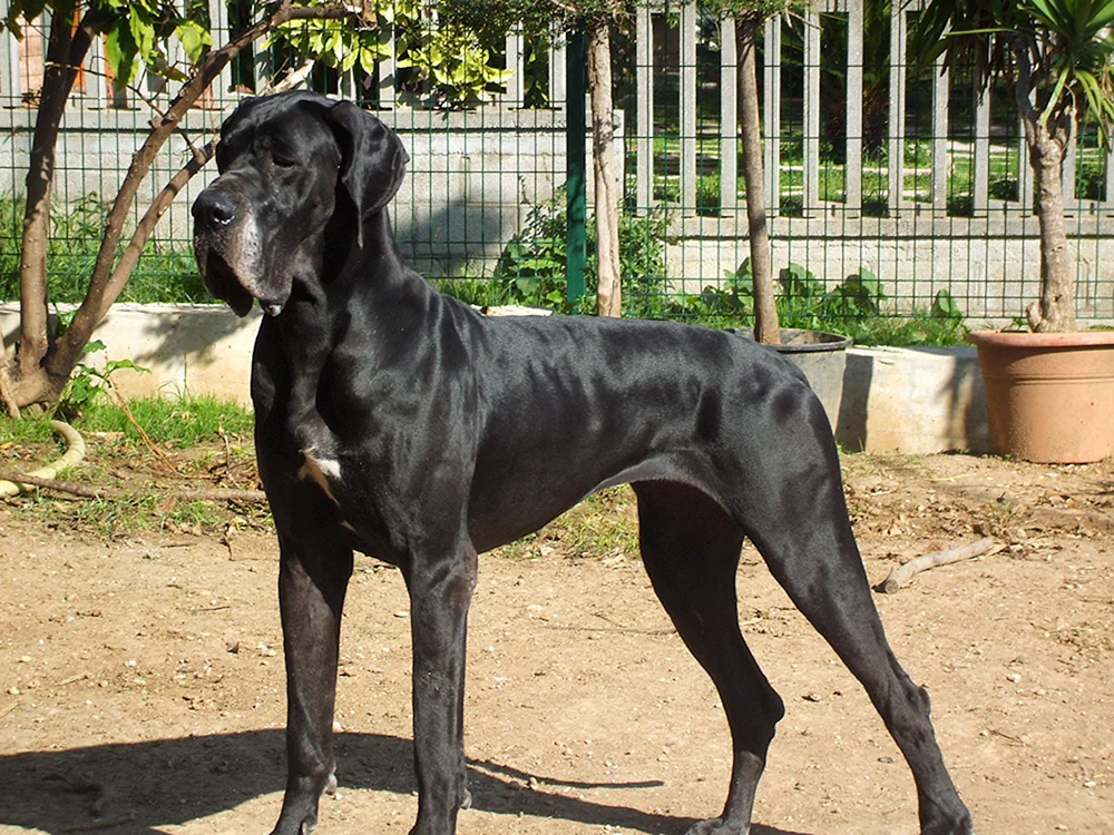 Rasse des Hundes Royal Dog. Hund