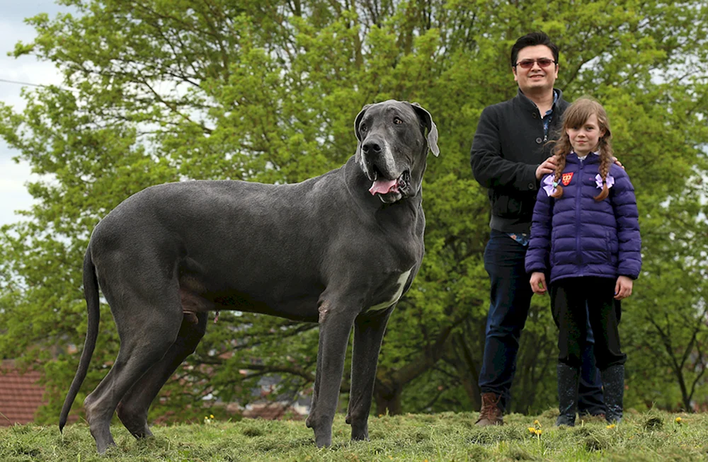 Englischer Mastiff