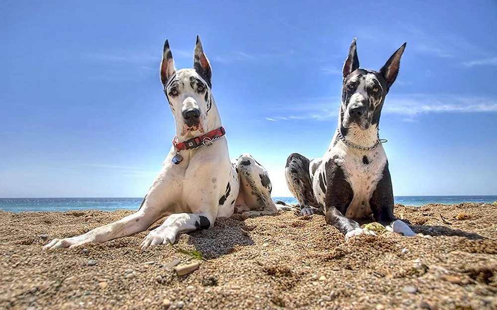 Hundrasse Royal Dog und Deutscher Hund