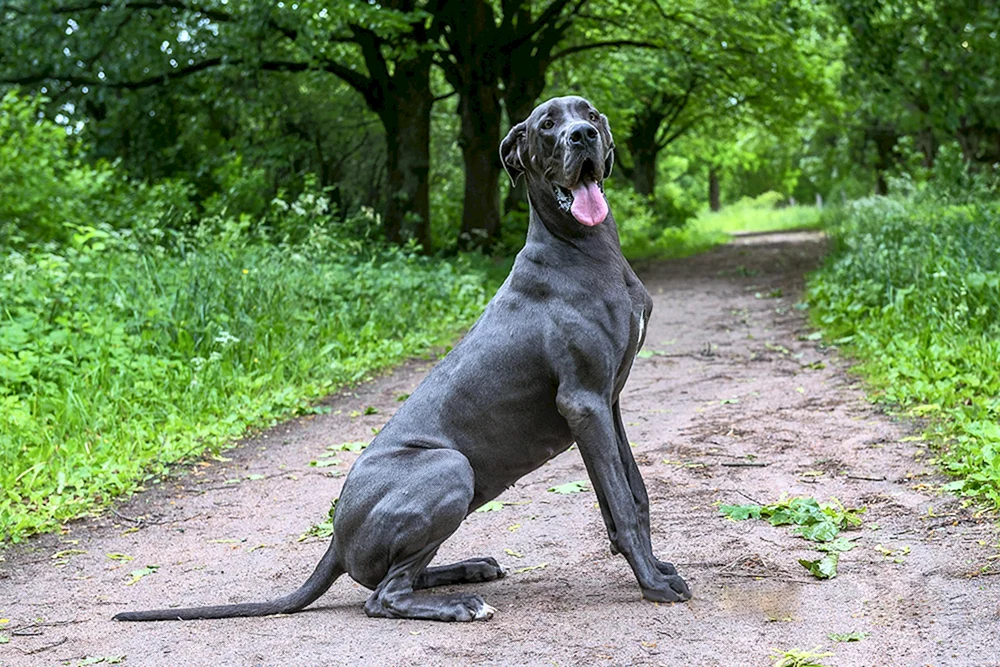 Hund Royal reinrassig