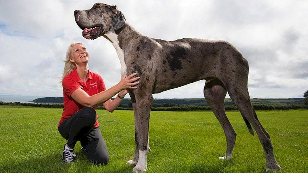 Dänischer Hund Gibson