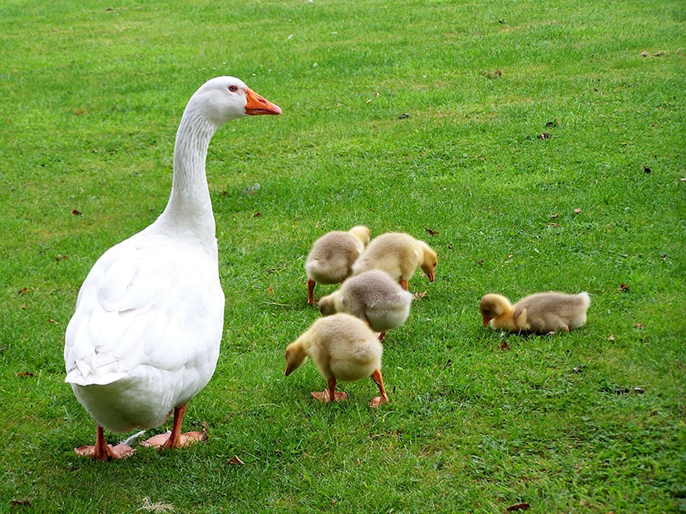 Küken und Gänseküken