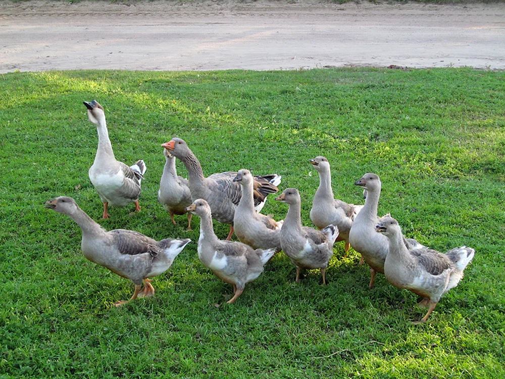 Dänische Legart-Gans