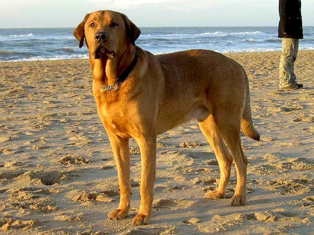 Dänischer Mastiff