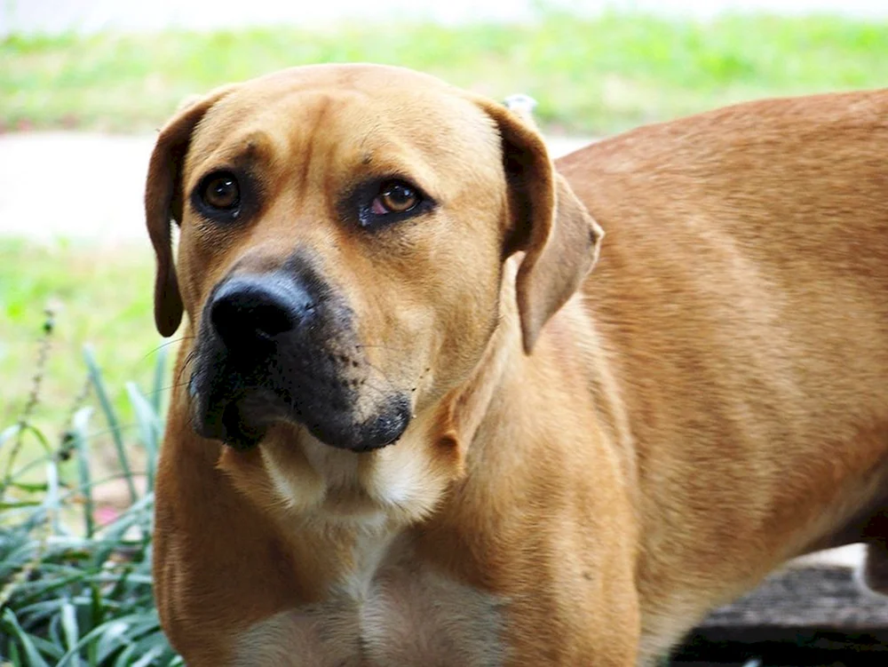 Dänische Dogge broholmer