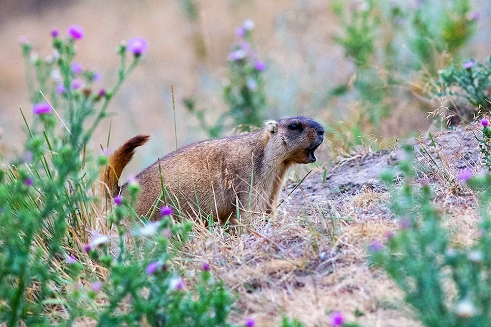 Daurische Gopher