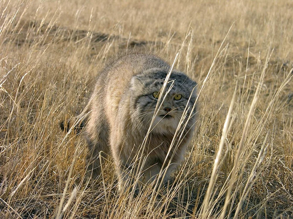 Baibak-Wiesenhund