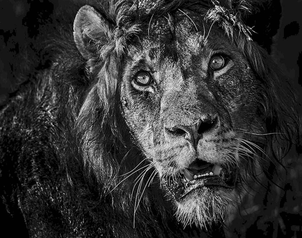 Afrikanische Tiere