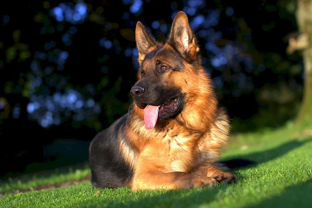 De orse Mak Flai Deutscher Schäferhund Kennel