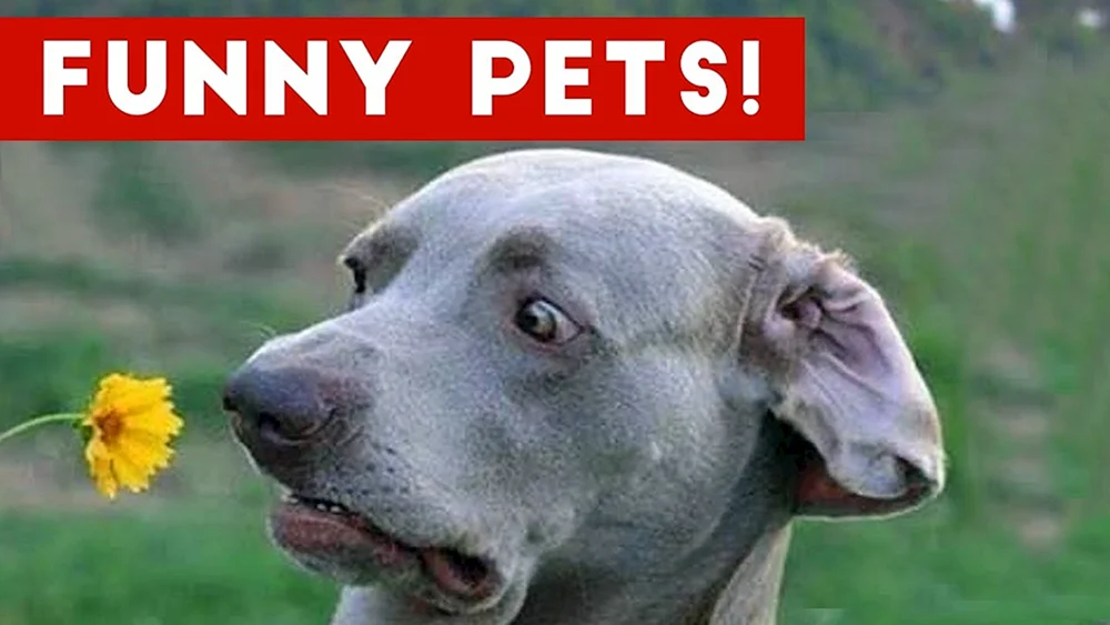 Lustige Hunde