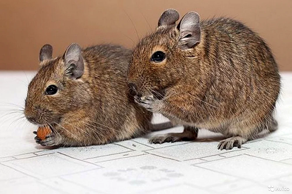 Eichhörnchen degu
