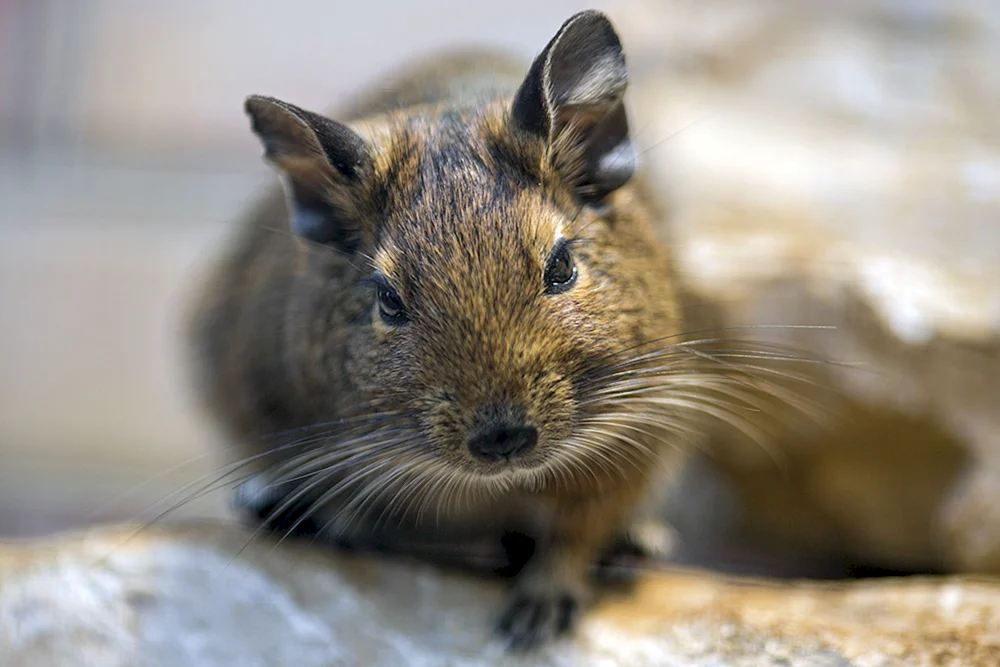 Eichhörnchen degu