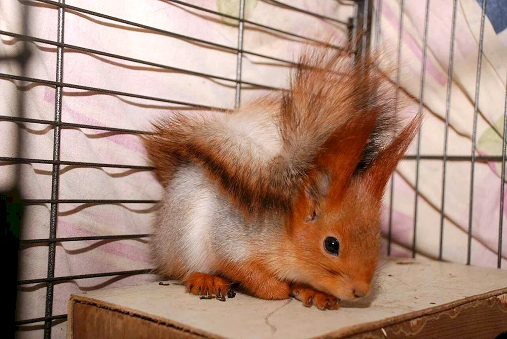 Haushaltshörnchen