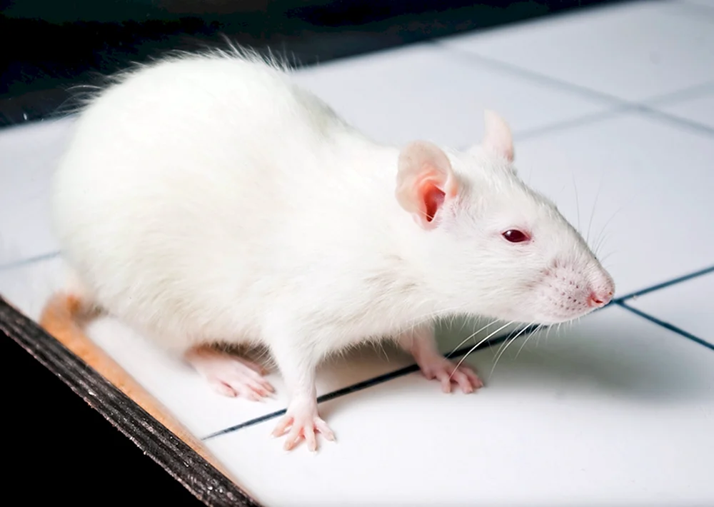 Dekorative Albino Ratte