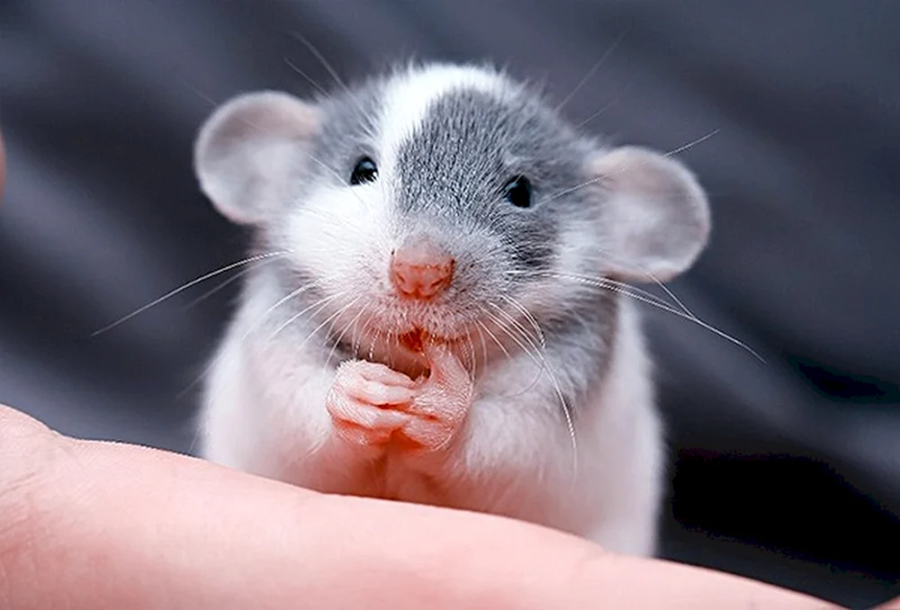 Dumbo Ratte