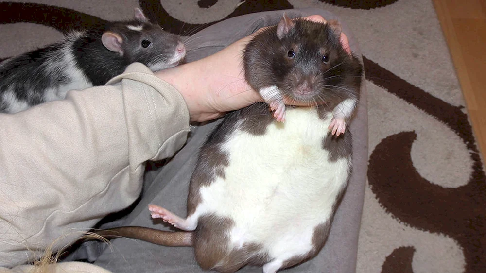 Dekorative Dumbo Ratte