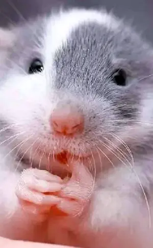 Zierratte Dumbo