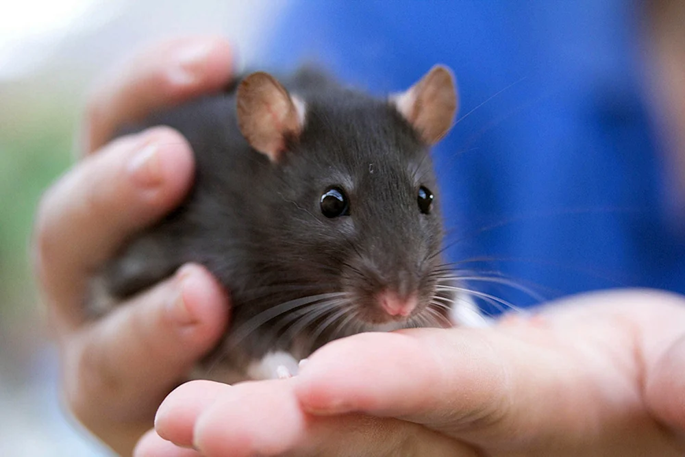 Dumbo agouti