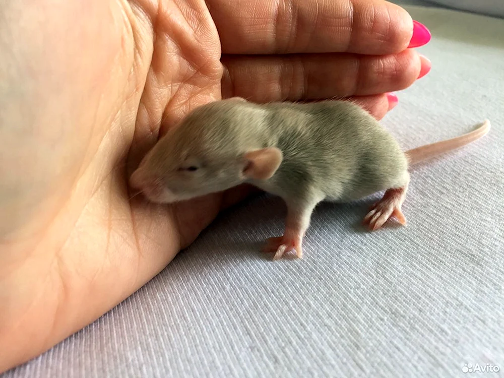 Dumbo Ratte