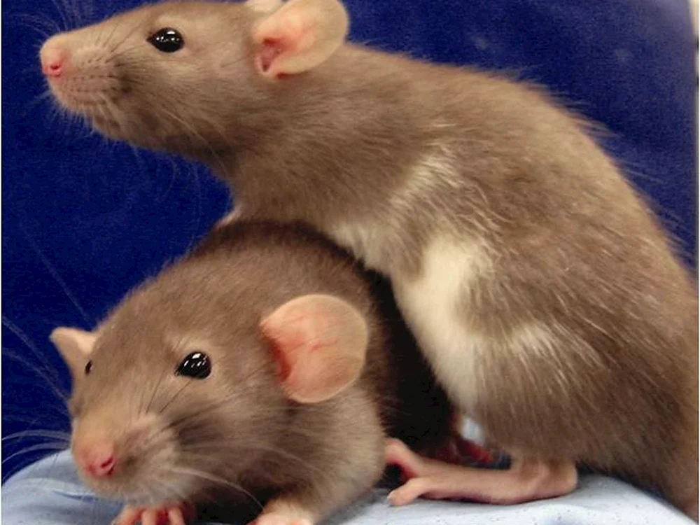 Dumbo Ratte