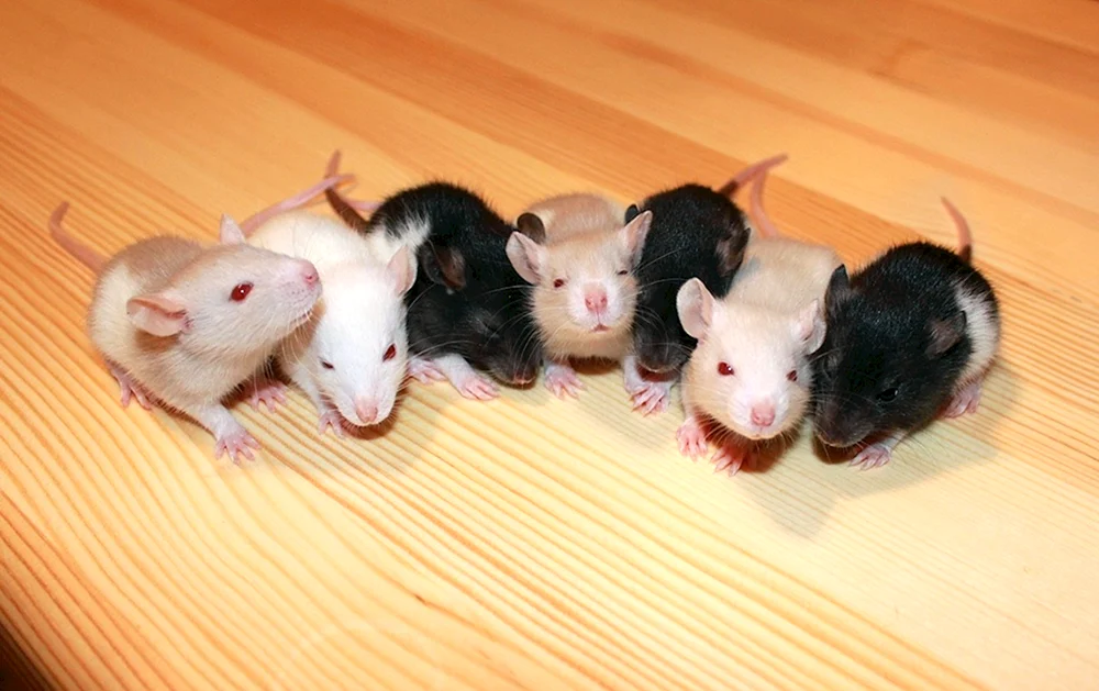 Dekorative Dumbo Ratte