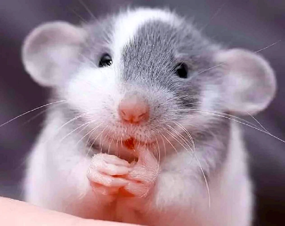 Dumbo Ratte schwarz