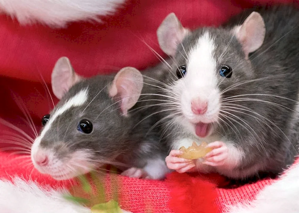 Dumbo Ratte