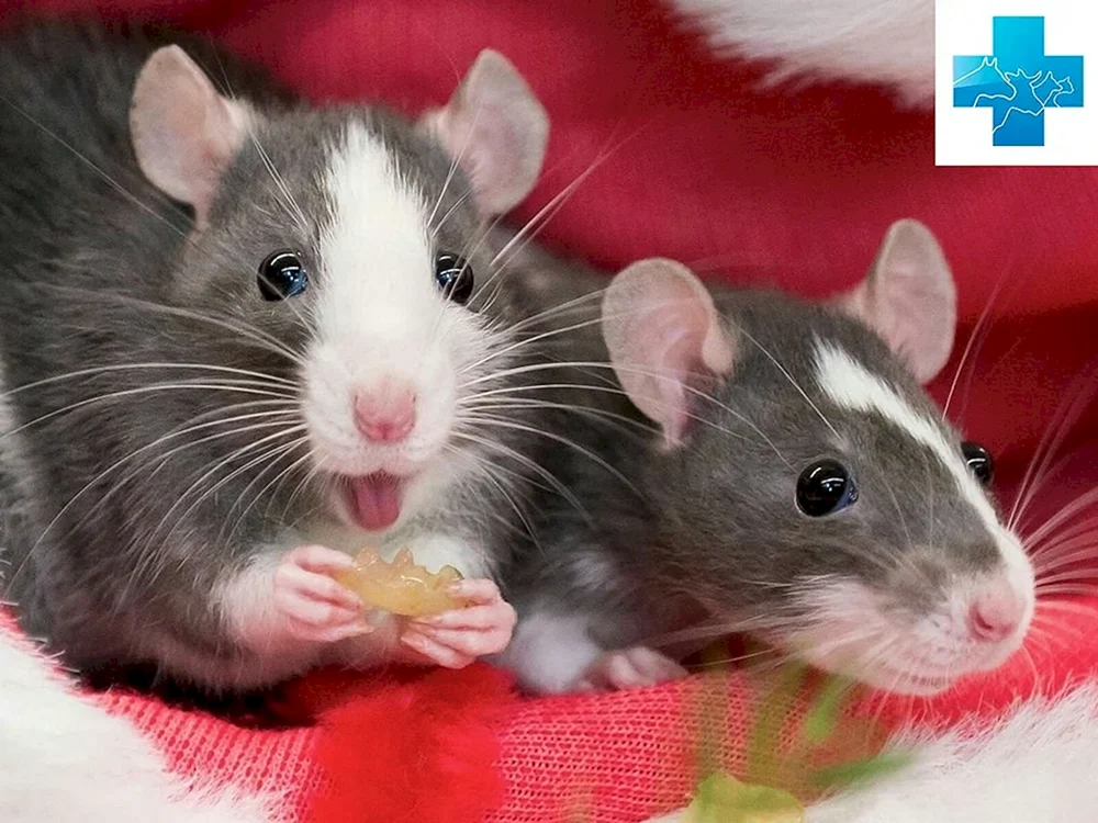 Dumbo Ratte