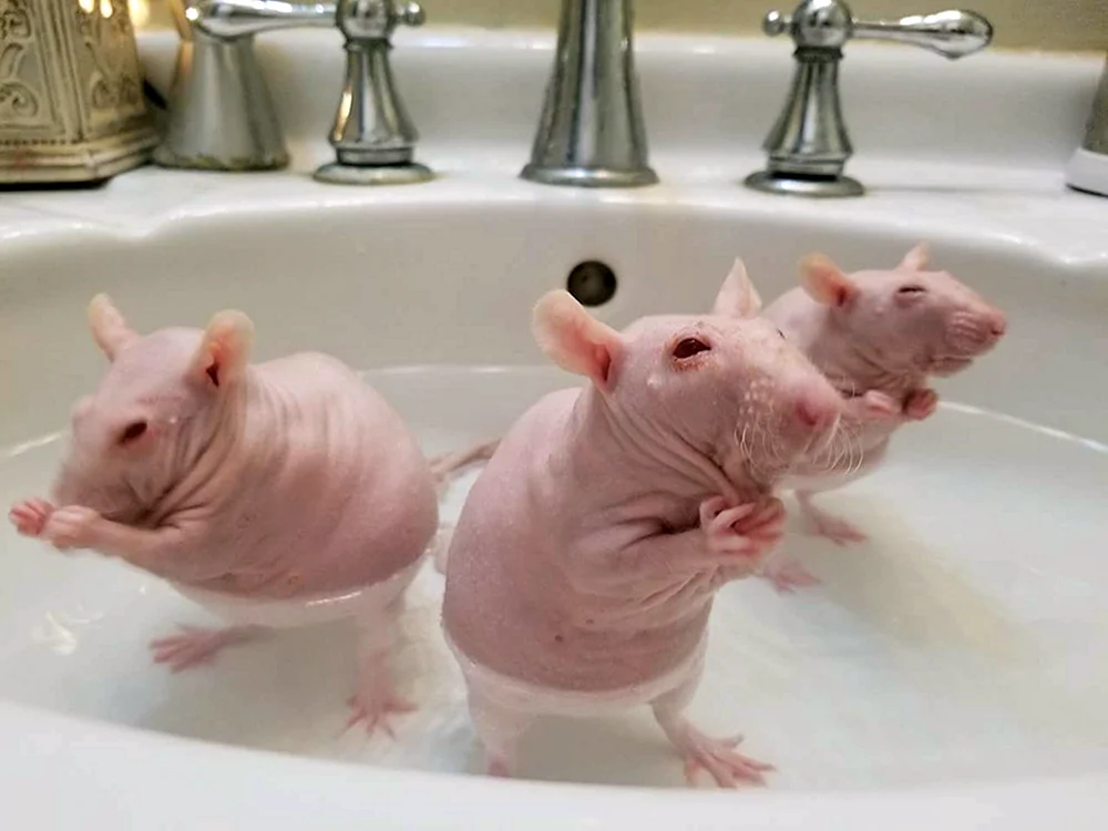 Sphynx-Ratte