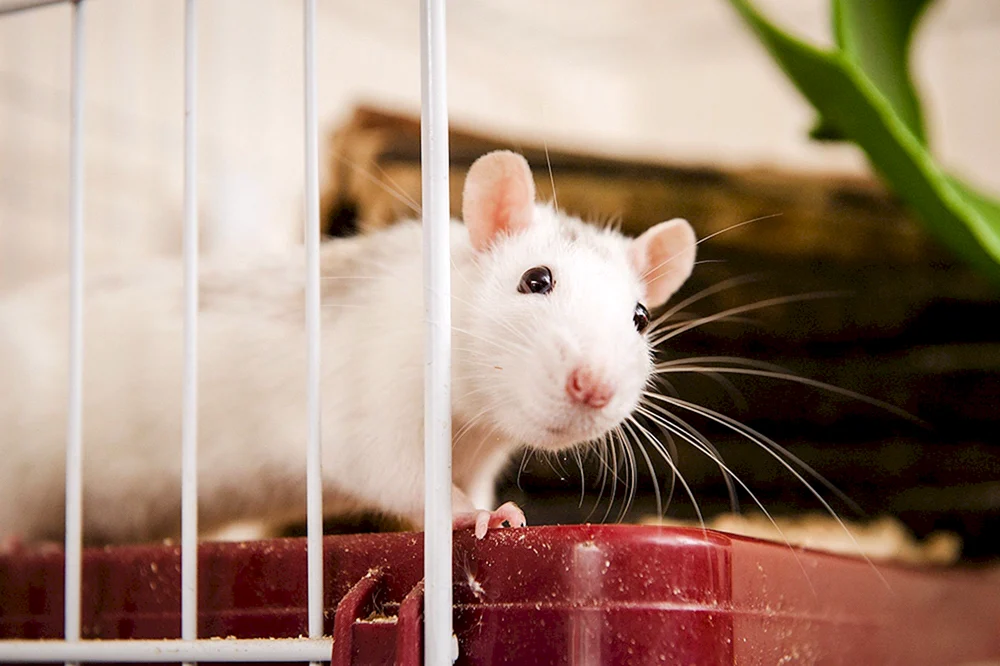 Dekorative Ratten