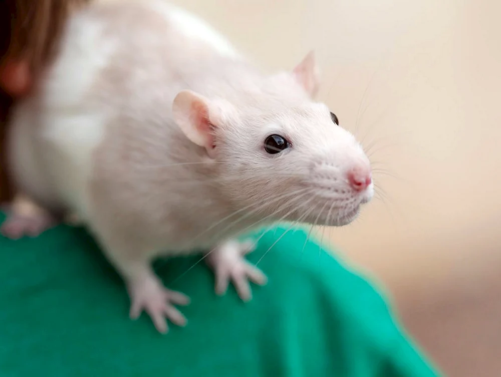 Dekorative Ratten