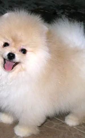 Zierhunde