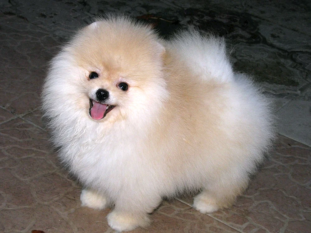 Zierhunde