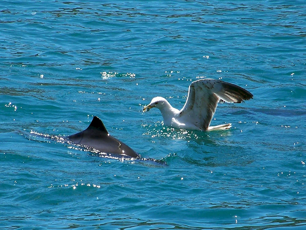 Delfin Afalina Schwarzes Meer Delfin