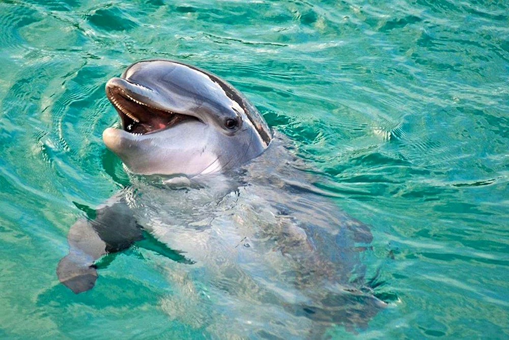 Delfin Afalina Schwarzes Meer Delfin auf der Krim