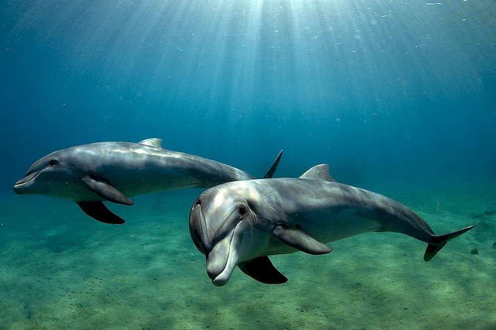 Delphin Afalina des Schwarzen Meeres