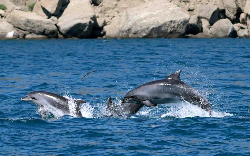 Delphin Afalina des Schwarzen Meeres