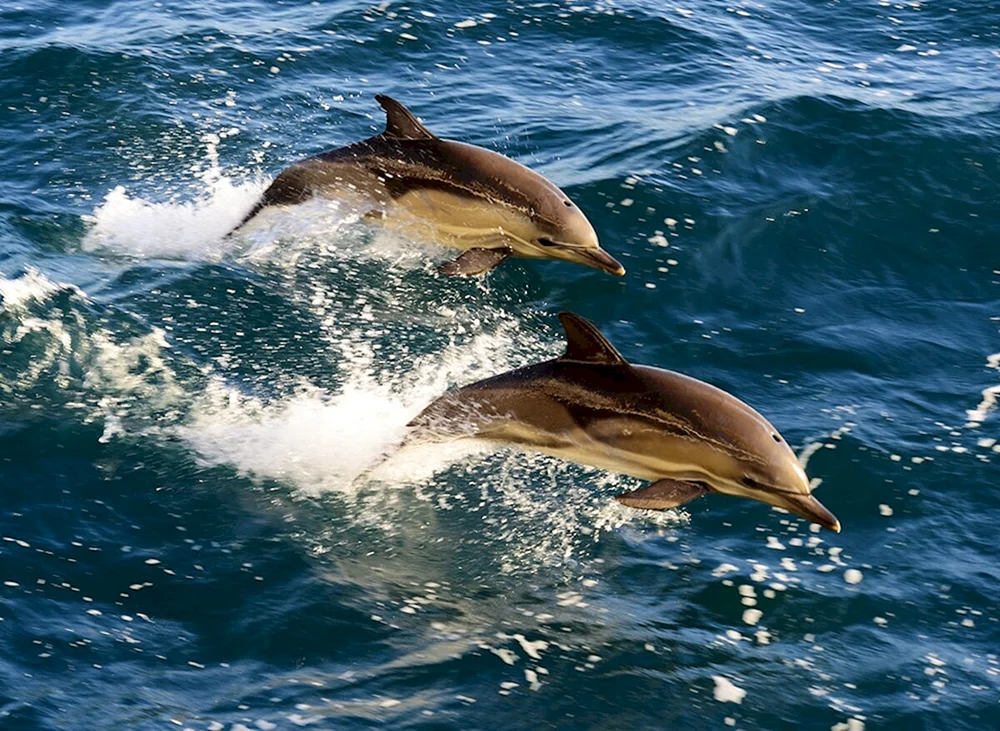 Delphin in Anapa