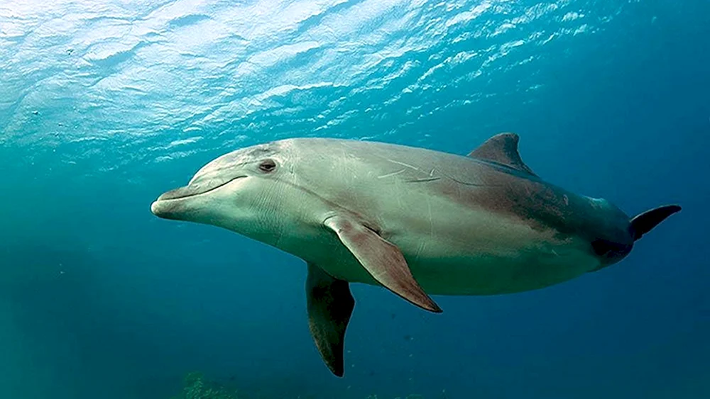 Delphin Afalina Schwarzes Meer