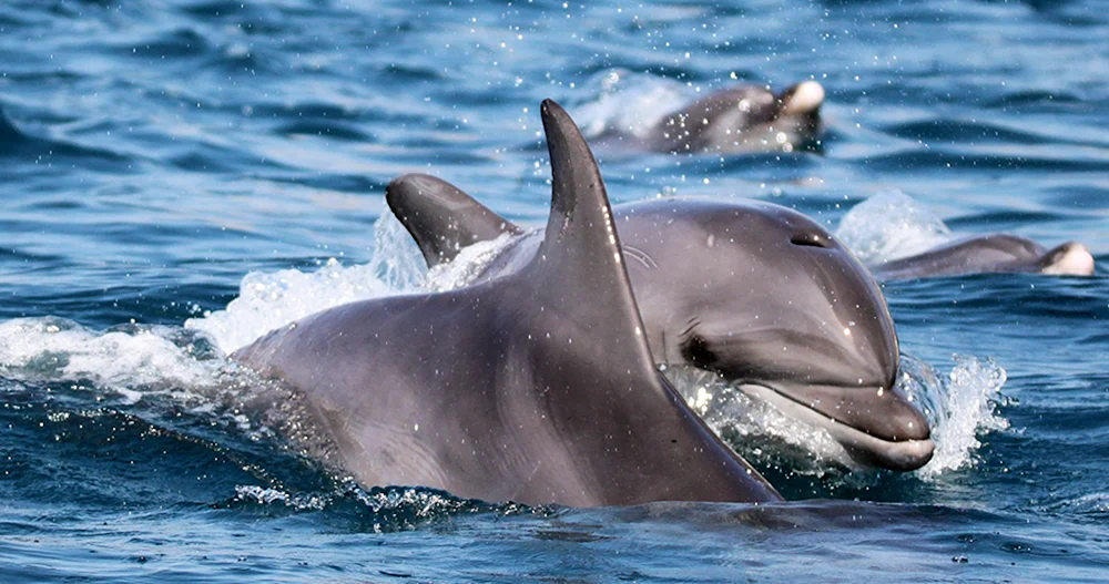 Delfin-. Afalina