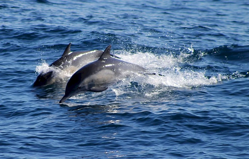Delphin Afalina des Schwarzen Meeres