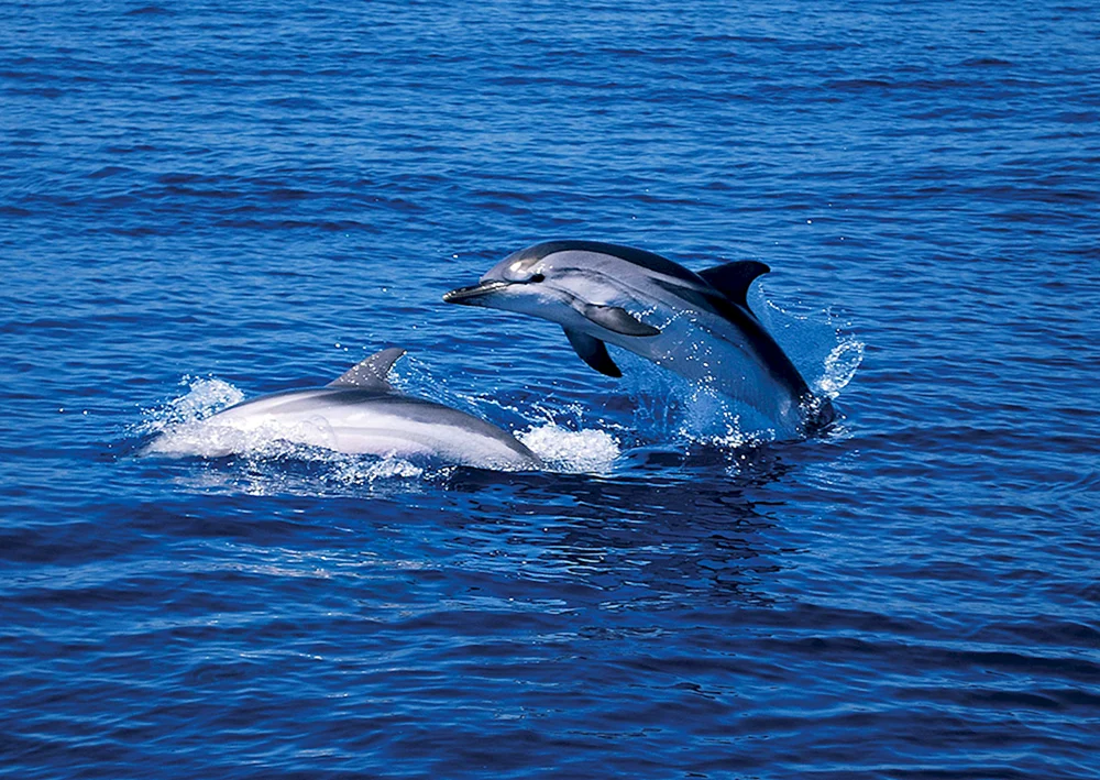 Delphin-. Afalina