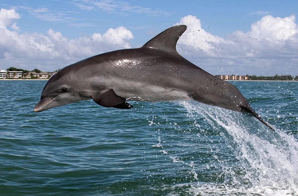 Delphin Afalina des Schwarzen Meeres