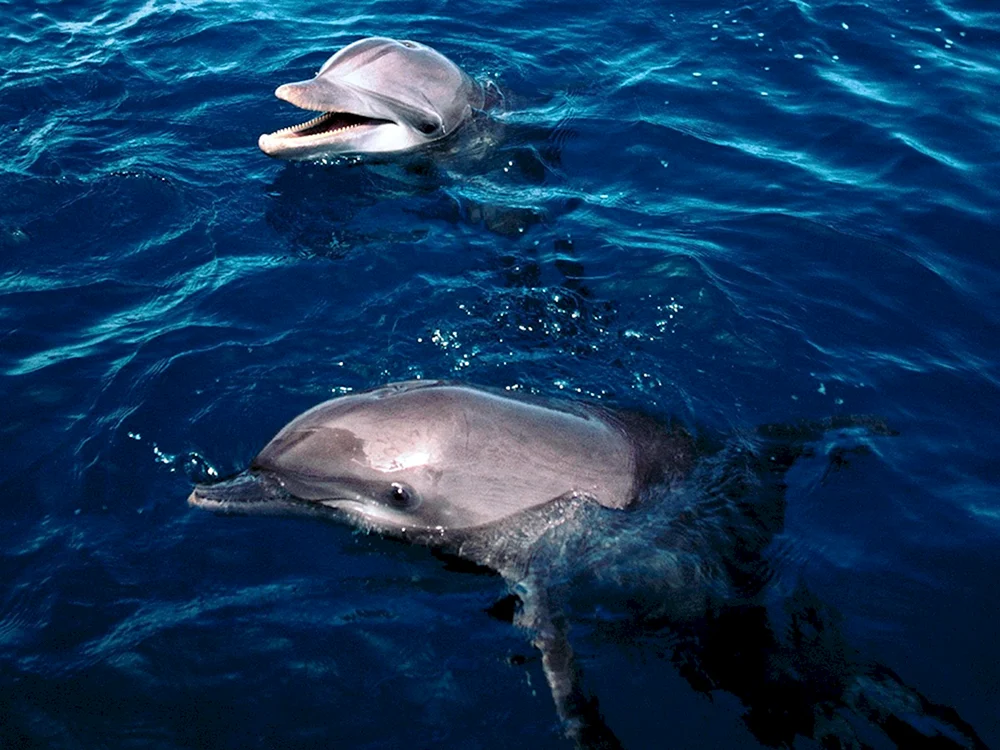 Delphin Afalina Tschernomorskaja