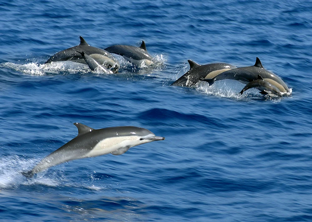 Delfin Afalina Schwarzes Meer Delfin
