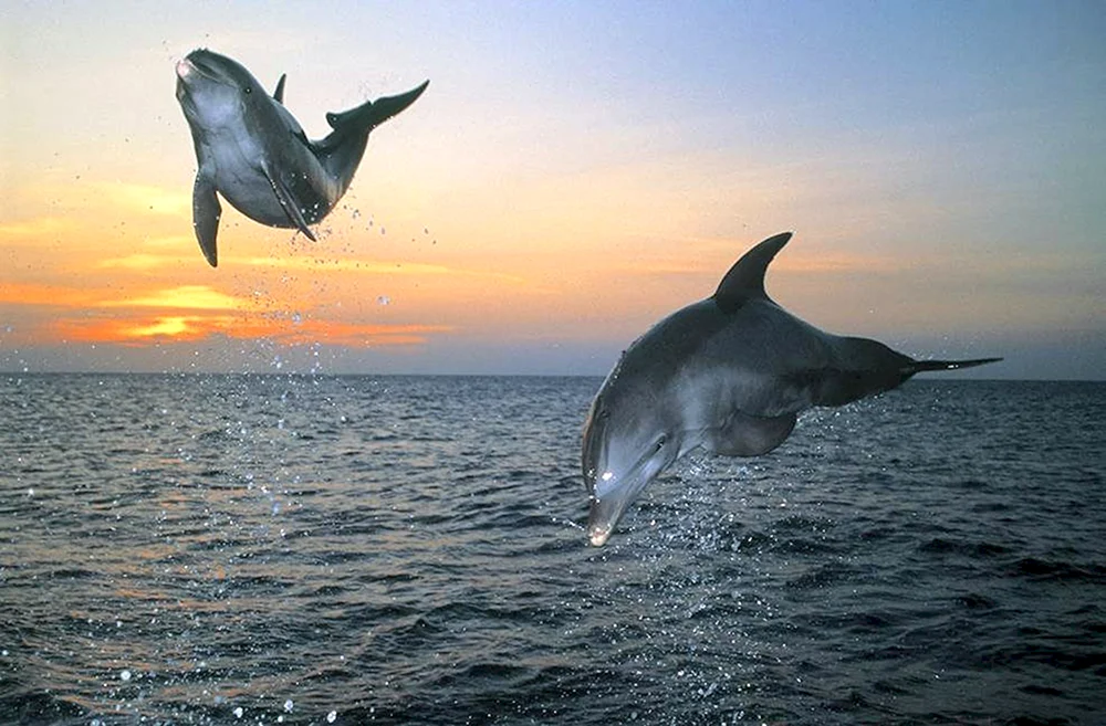 Schwarzes Meer Afalina
