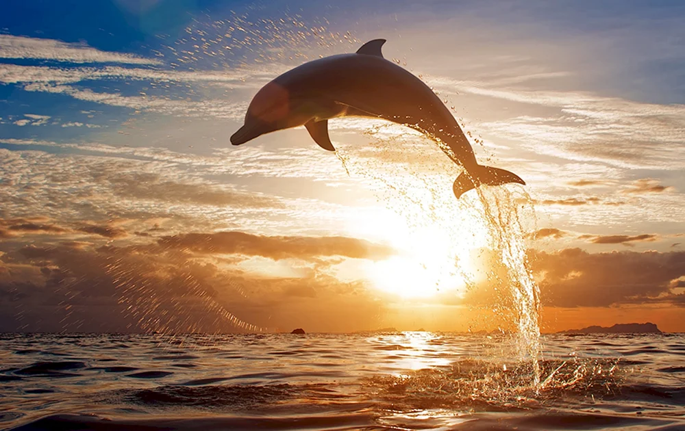 Delphine im Meer