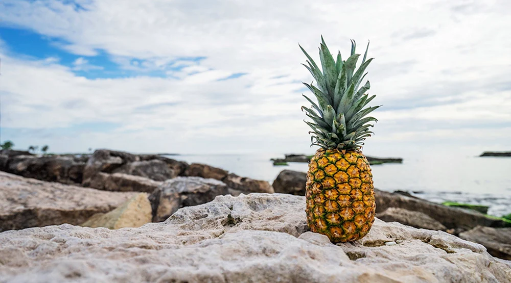 Blutbad kavkaz Ananas