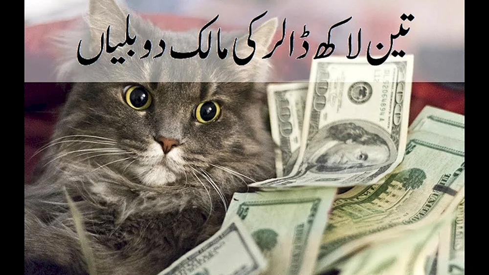 Geldkatze