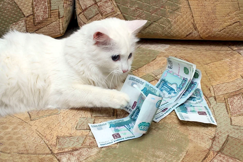 Katze mit Geld